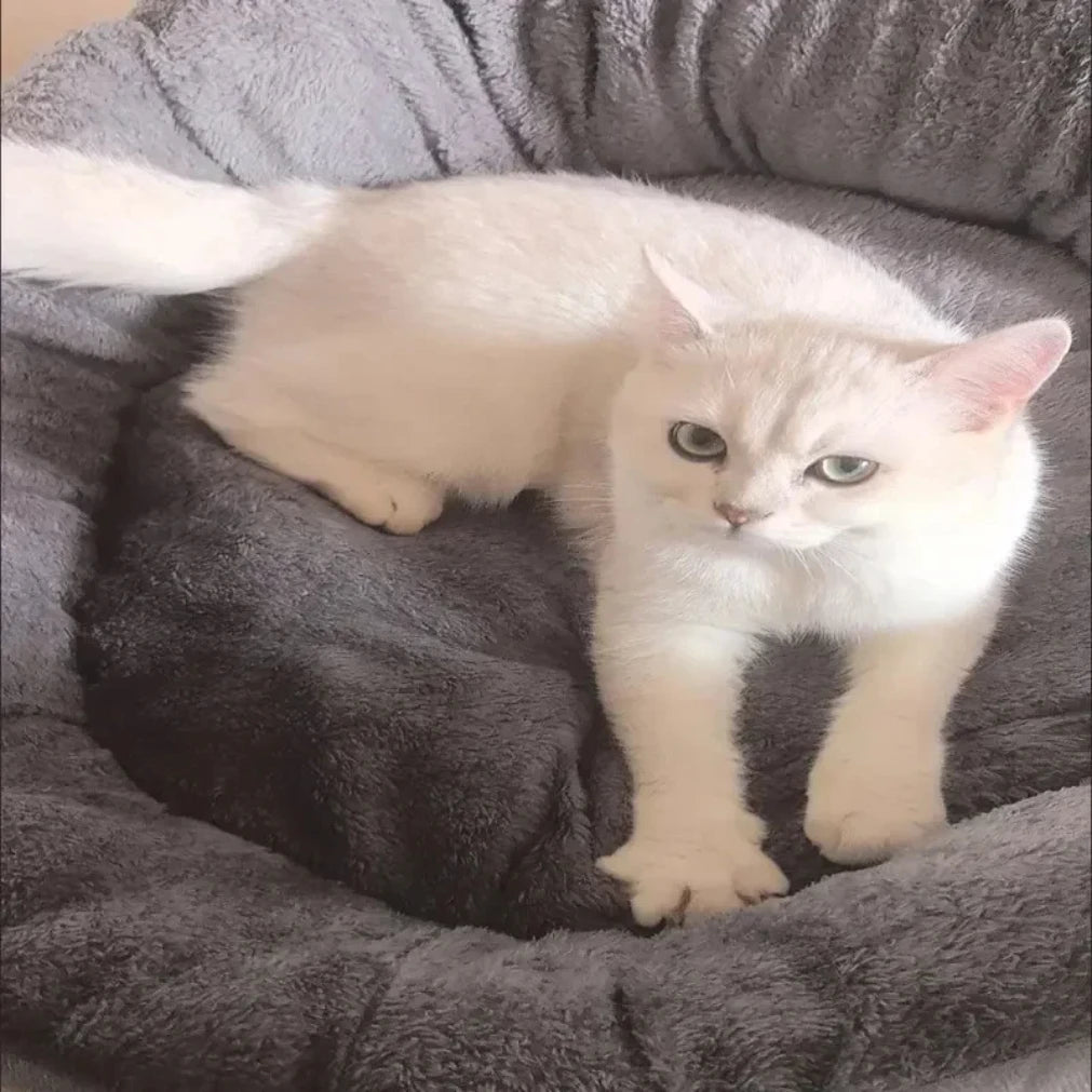 Soft Warm Dog Bed Pets Basket Cat House Sofa for Medium Large Dog Sofa Bed Cushion Dog Bed House Pet Supplies Accessories2025new